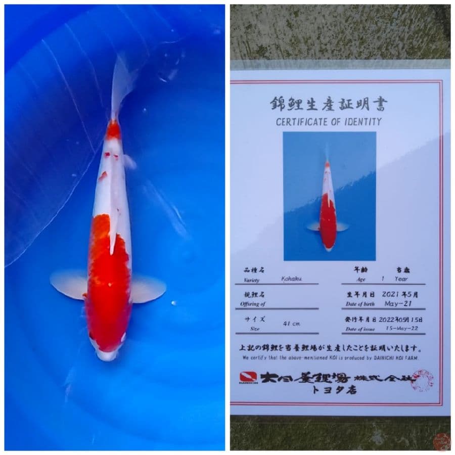 kohaku Dainichi 42cm Certy Lengkap