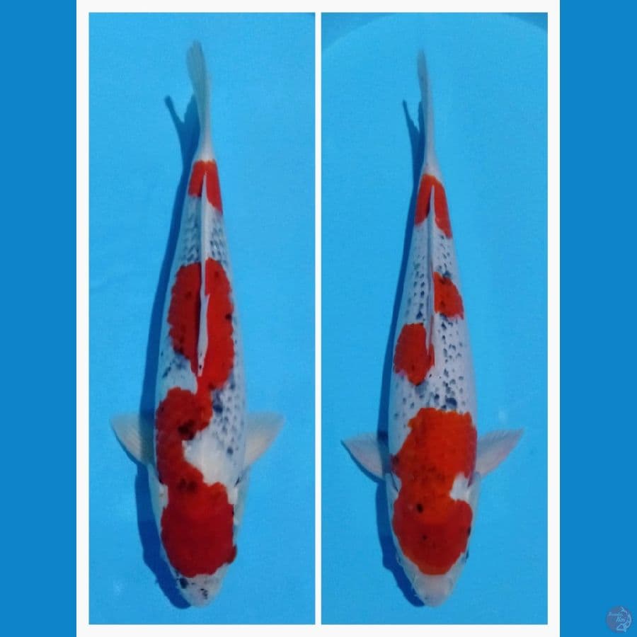 goshiki 43,40cm