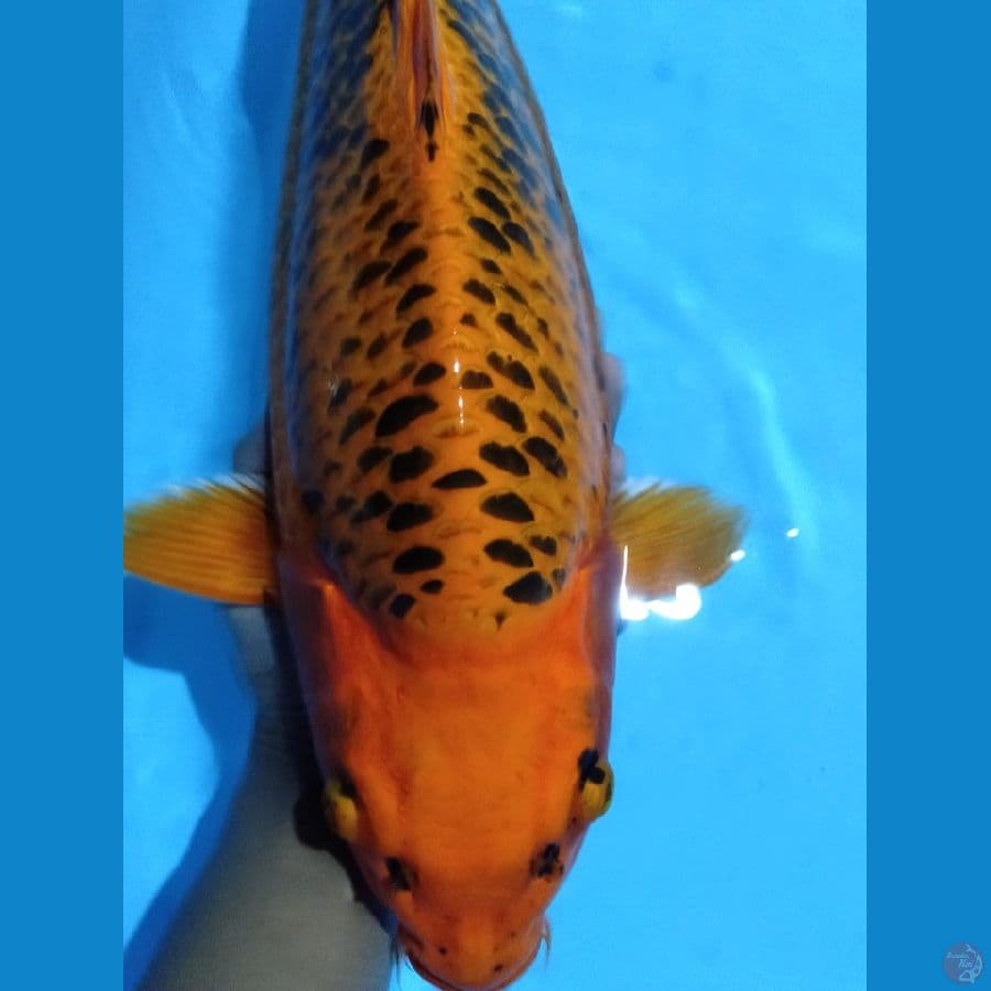 JUMBO 51CM