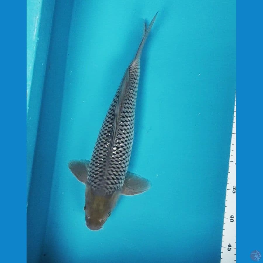 soragii ginrin 37cm male