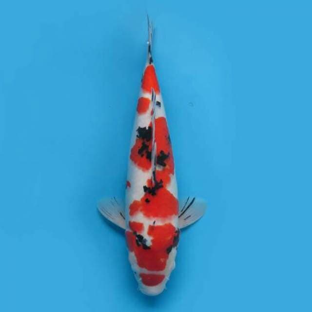 43cm - F1 Jumbo Taisho Sanke Original