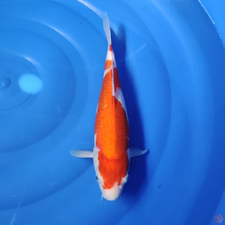 THEODORA - KOHAKU 33 CM