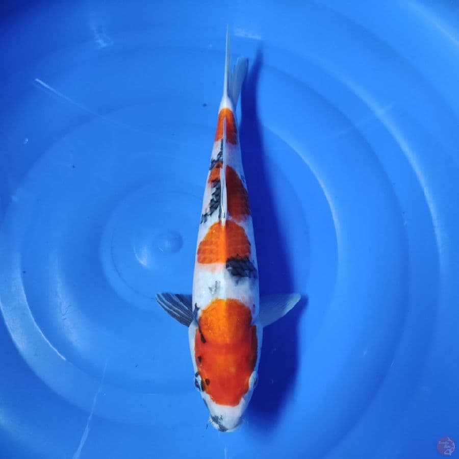 THEODORA - SHOWA THATEGOI 33 CM