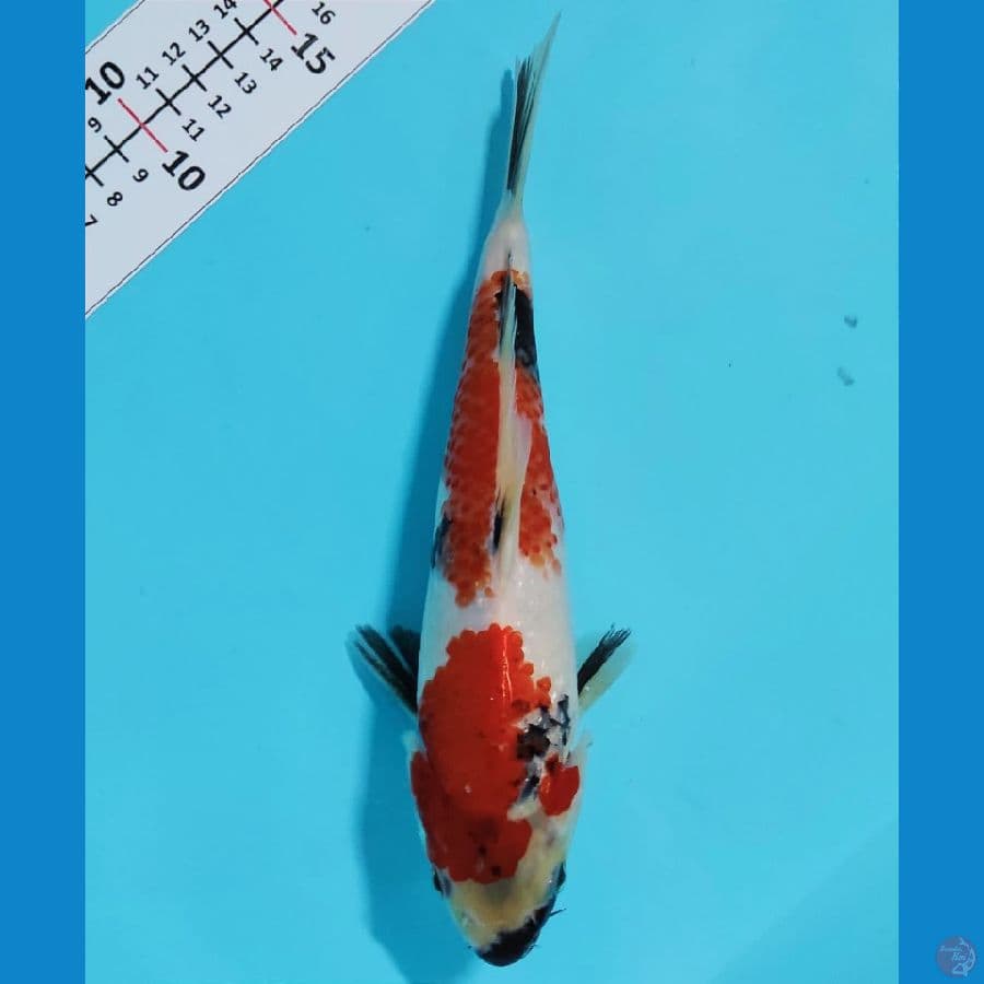 SENTAKU 6 ~ SHOWA 26CM/FM