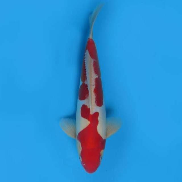 32cm Male - Red Kohaku Doitsu Original