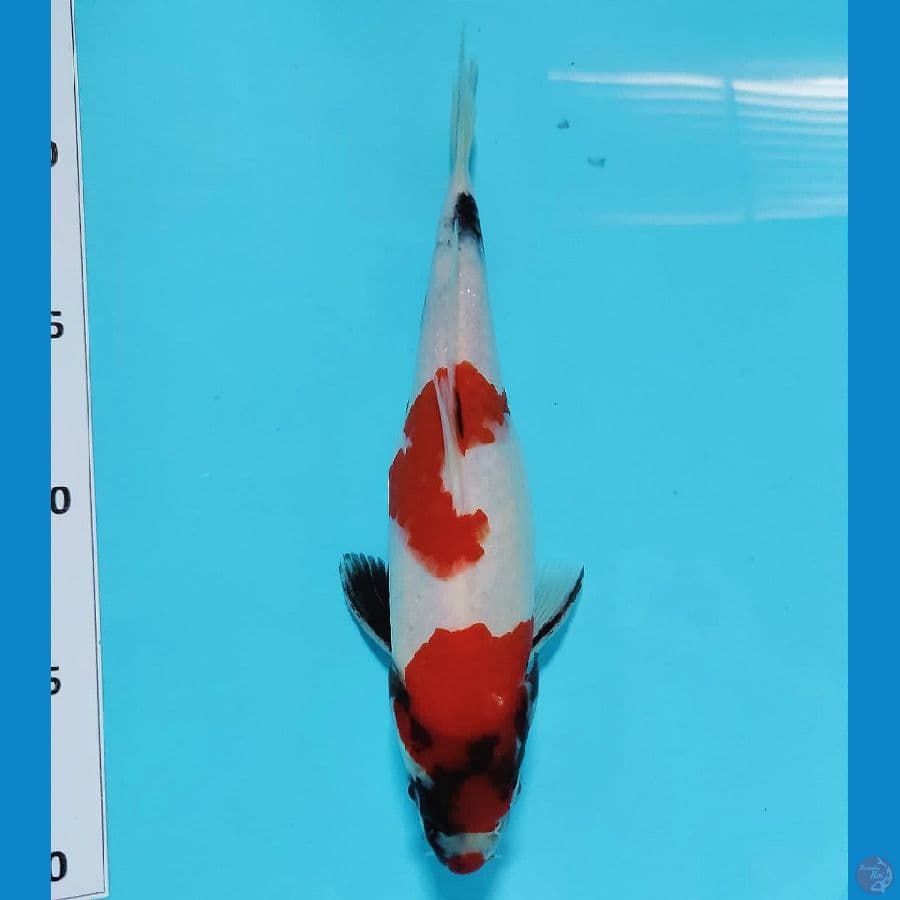 SENTAKU 8 ~ SHOWA 25CM