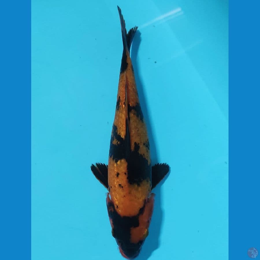 SENTAKU 11 ~ UTSURI 25CM/FM