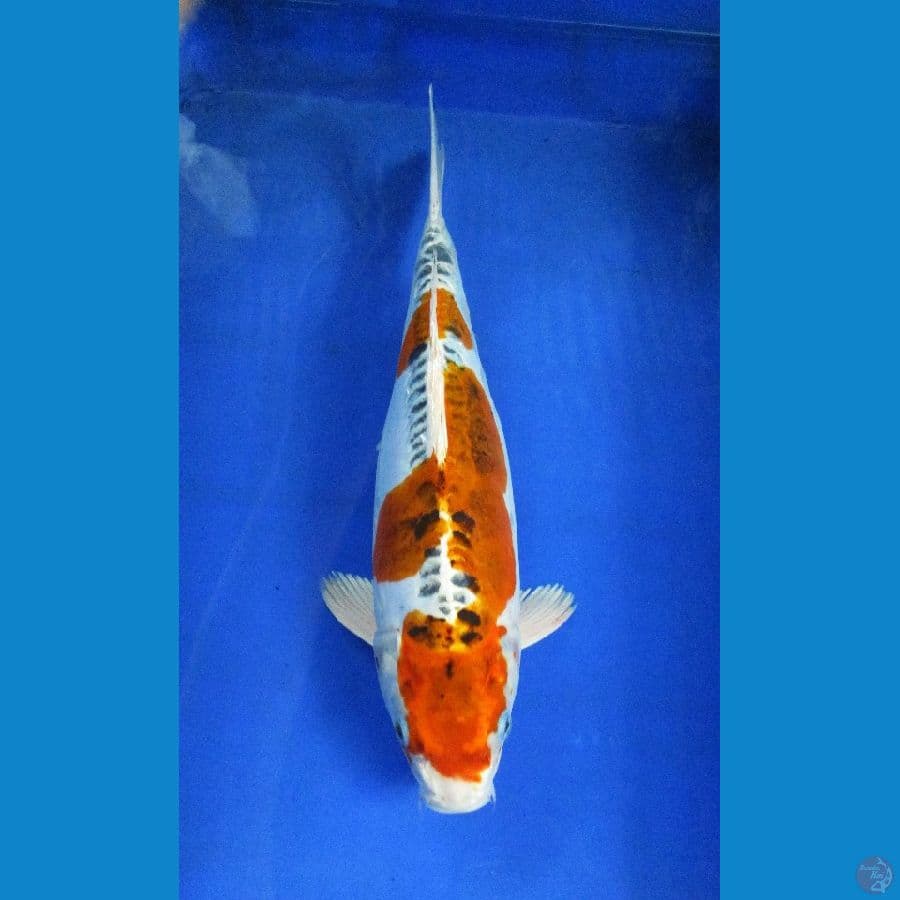 kikokuryu ±40cm