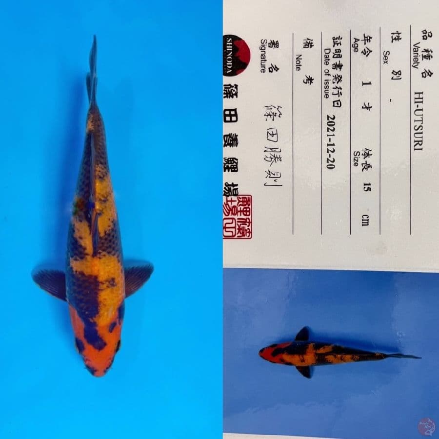 SHINODA HIUTSURI 21CM