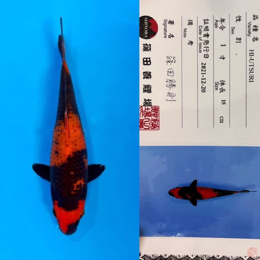 SHINODA HIUTSHURI 19cm