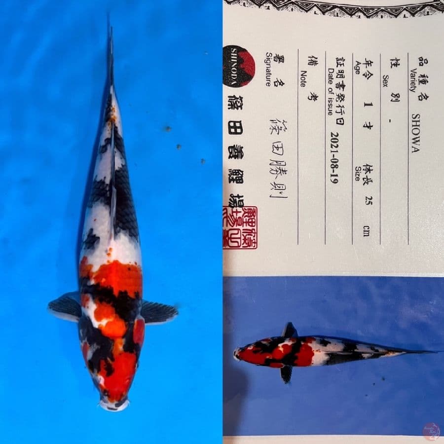 SHINODA SHOWA 36cm