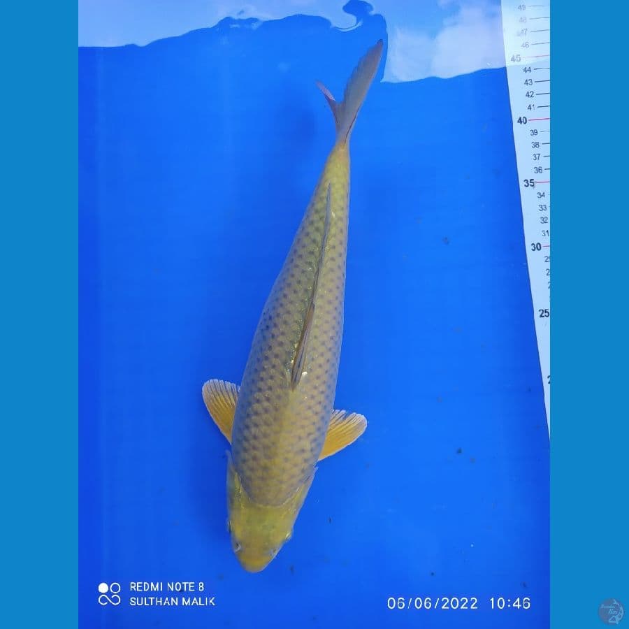 midori bulky punuk 35 cm