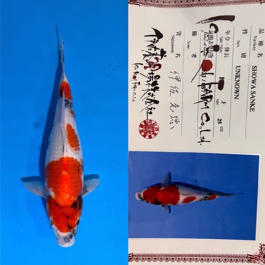 ISA SHOWA 33cm