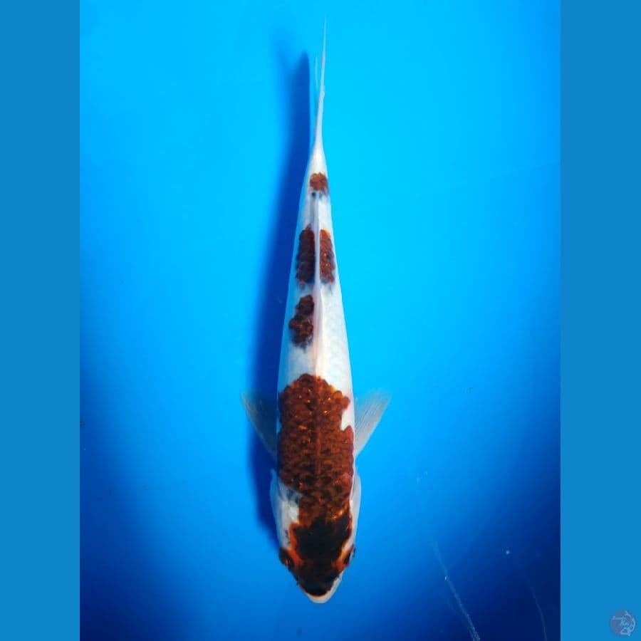 KORoMo 25 cm