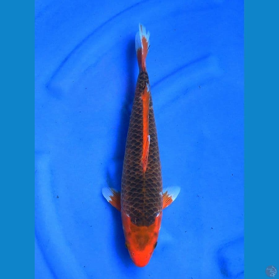 aka matsuba 37cm