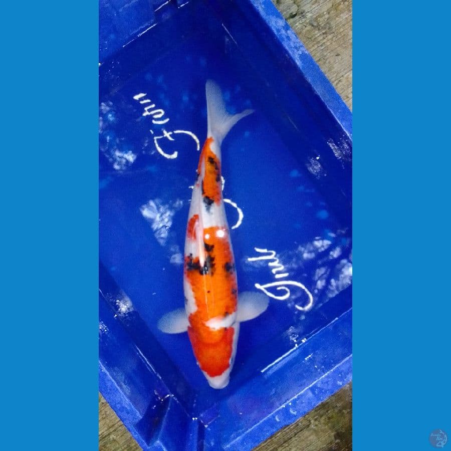 sanke 36 cm
