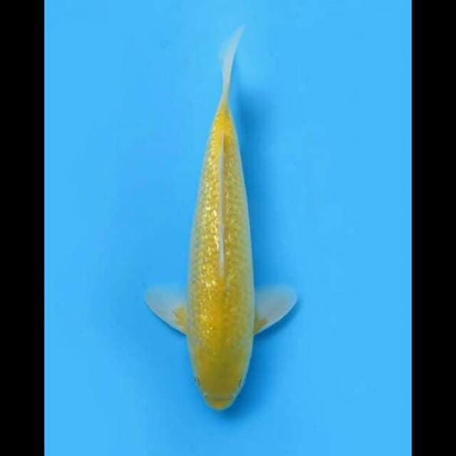 33cm Male Tosai - Karasi Full Ginrin Moto Aka