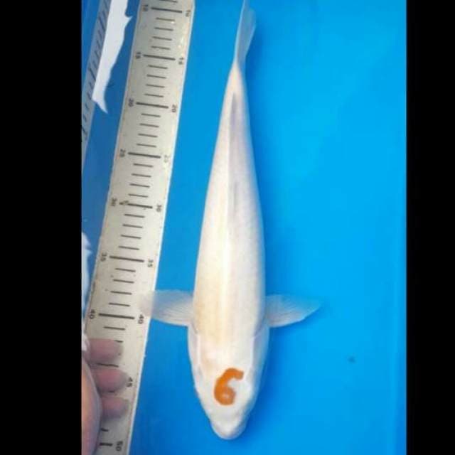 Kohaku unik angka 6 original 40cm
