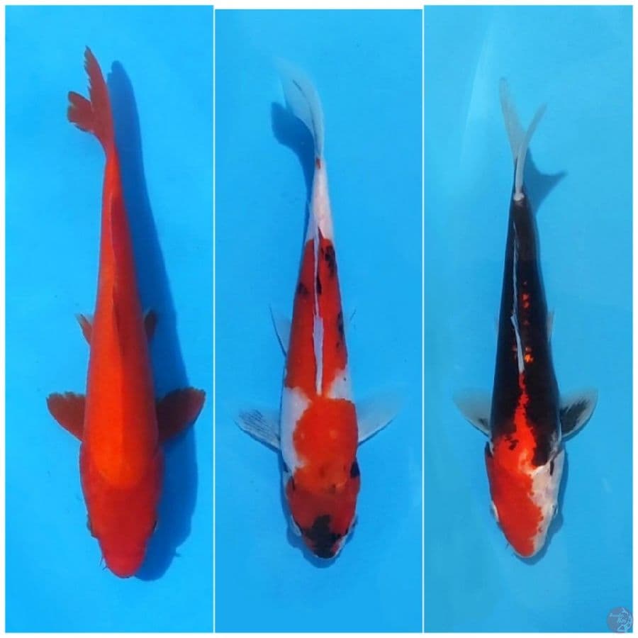 paket mix 3 ekor 25bu
