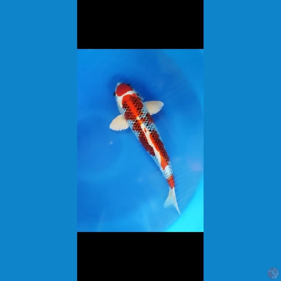 maruten kujaku merah strong 38cm/ ml