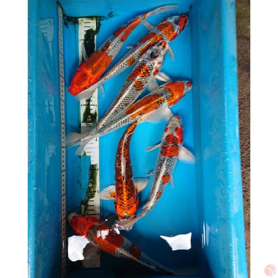 Pket KUJAKU ( 7 EKOR ) 31-32 cm
