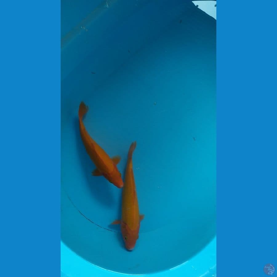 benigoi male dan female