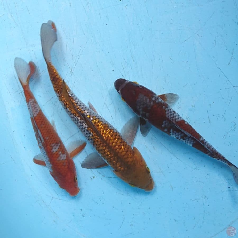 OCHIBA (3 EKOR )18,24,26 CM