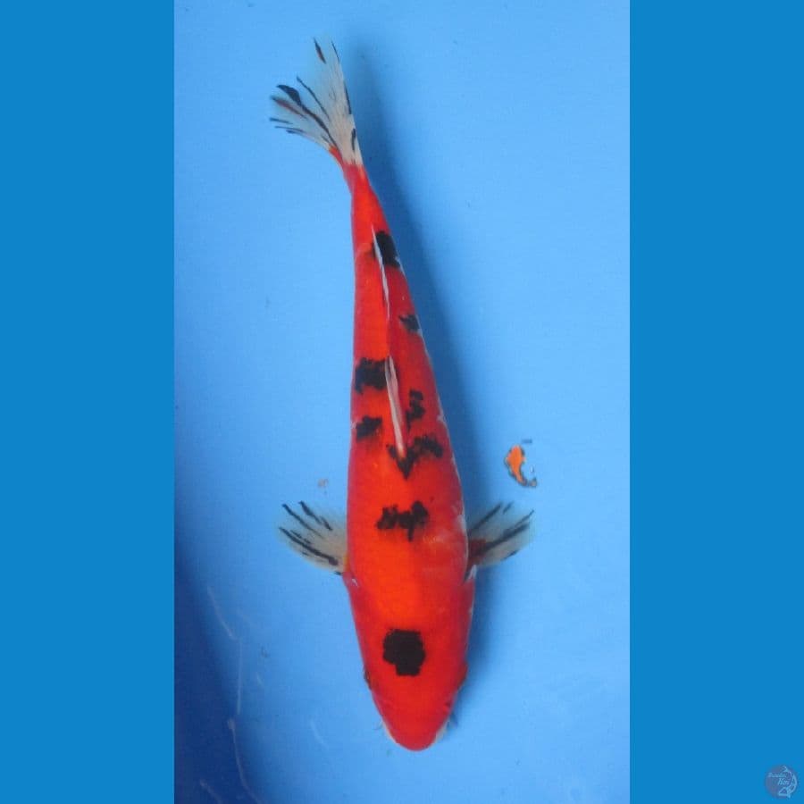 AKA SANKE 30CM