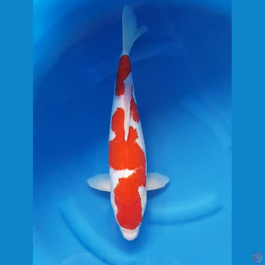 KOHAKU NAZUMA 45 cm