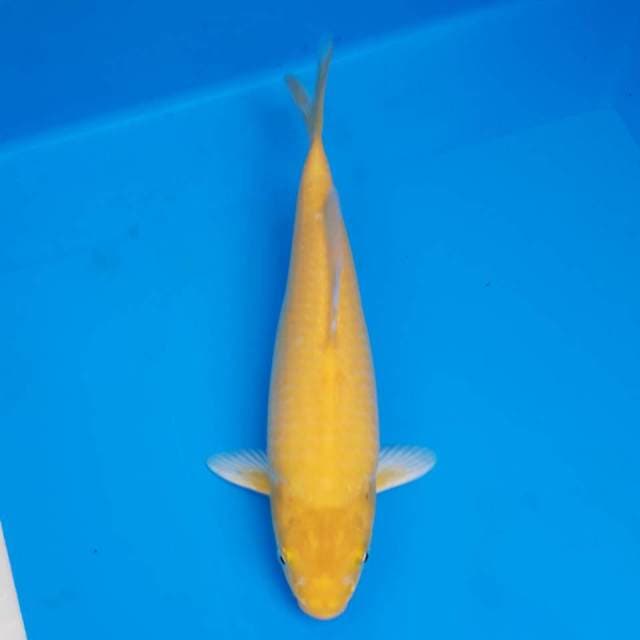 Karashi jumbo