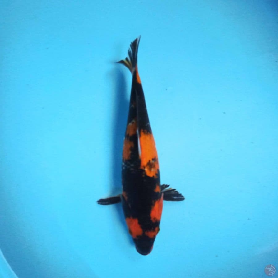 Hi showa 29cm