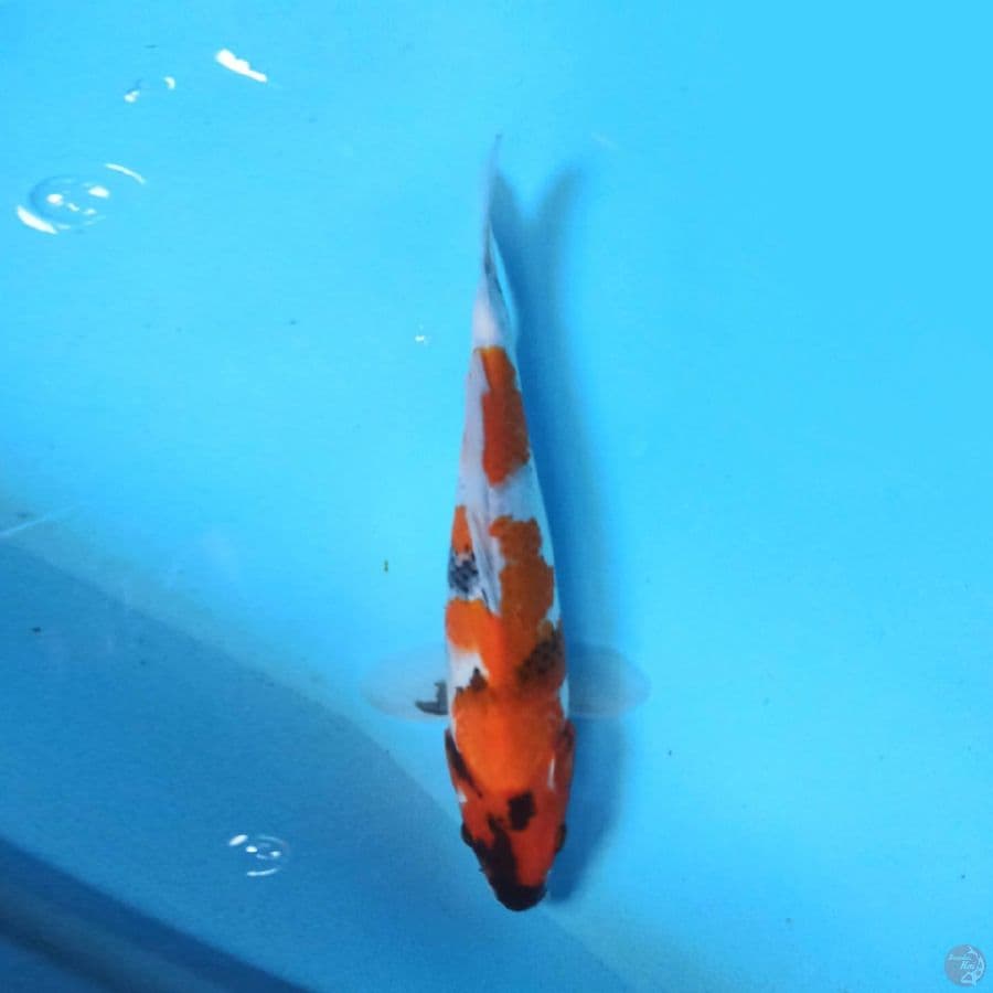 Showa 30cm