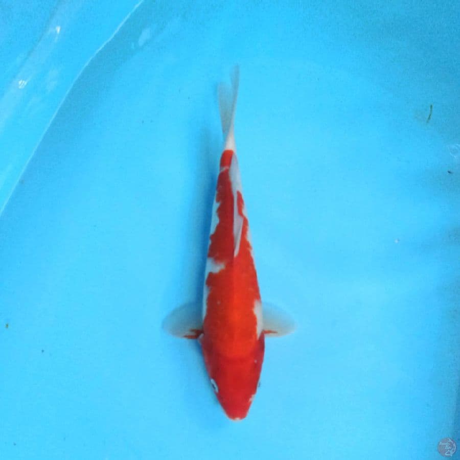 Kohaku 30cm
