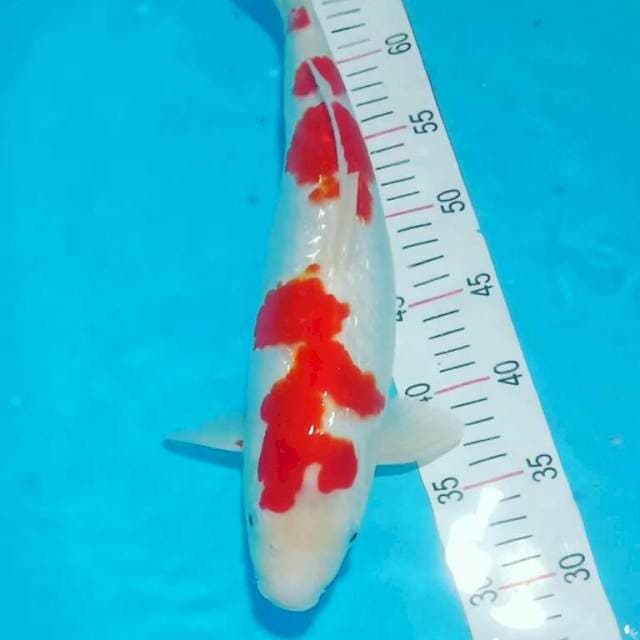 Kohaku agp
