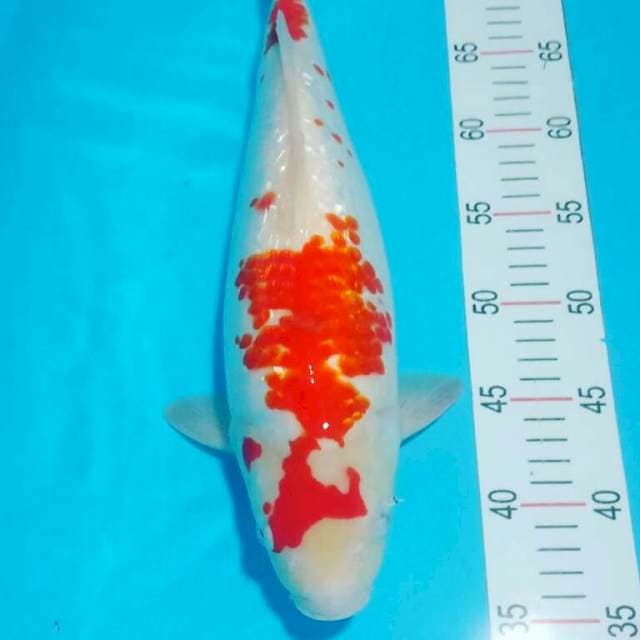 Janoko kohaku
