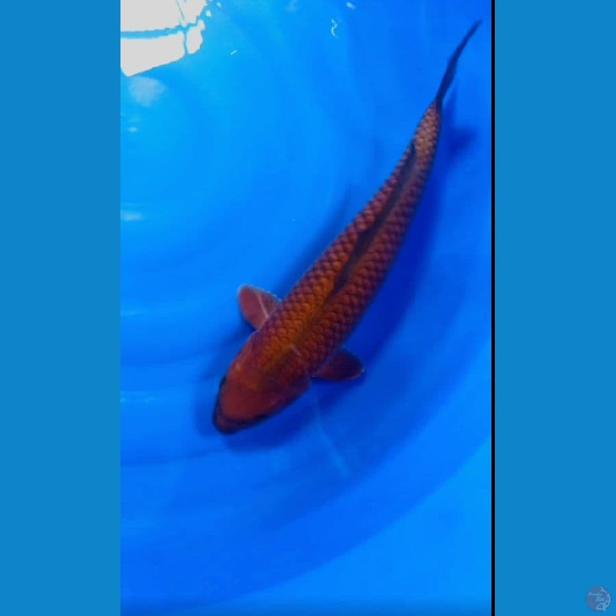 cagoi tembaga 45 cm