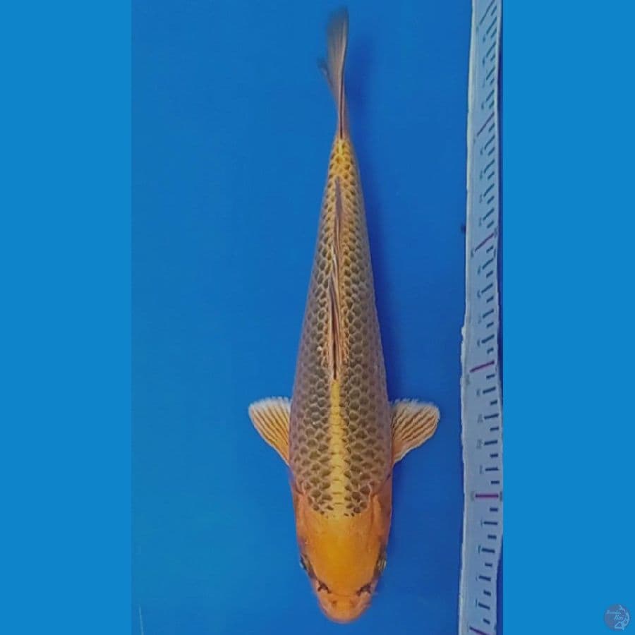 coleksen show 24 cm
