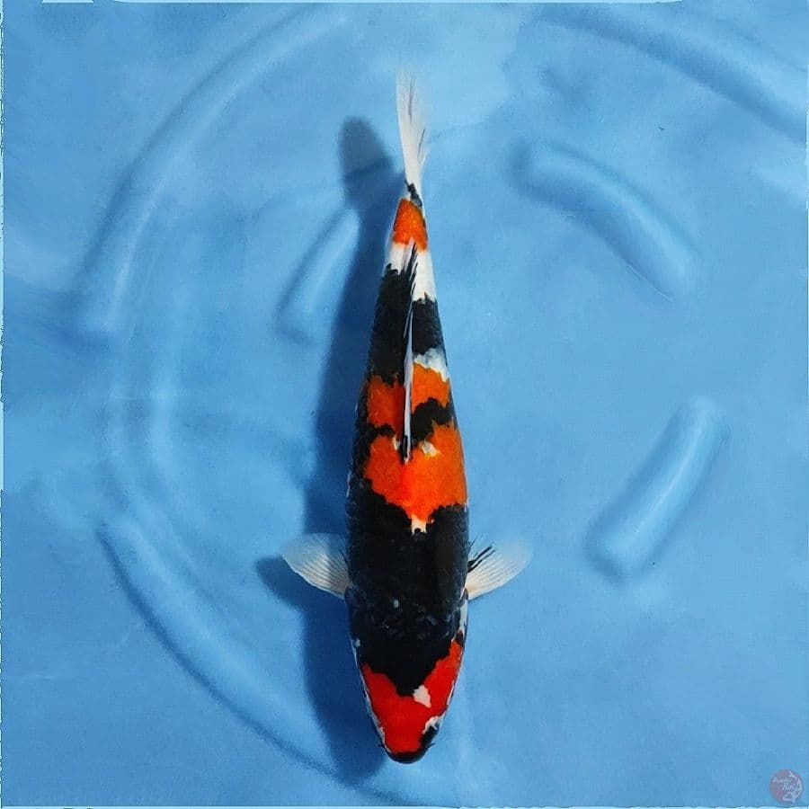 1.F43cm Showa sanshoku good skin HQ