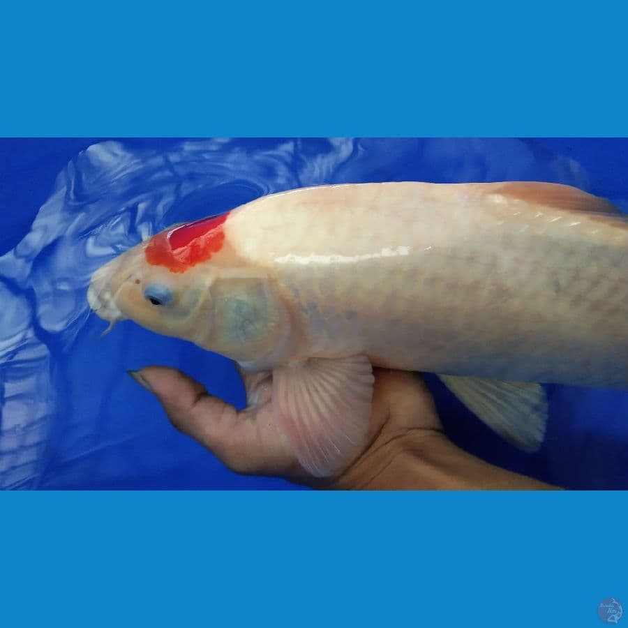 F1 Tancho Kohaku 42cm/Male
