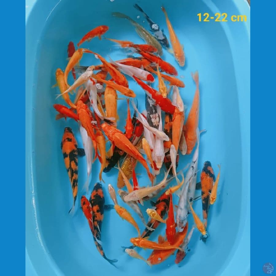 mix koi | 12-22 cm | uncheck