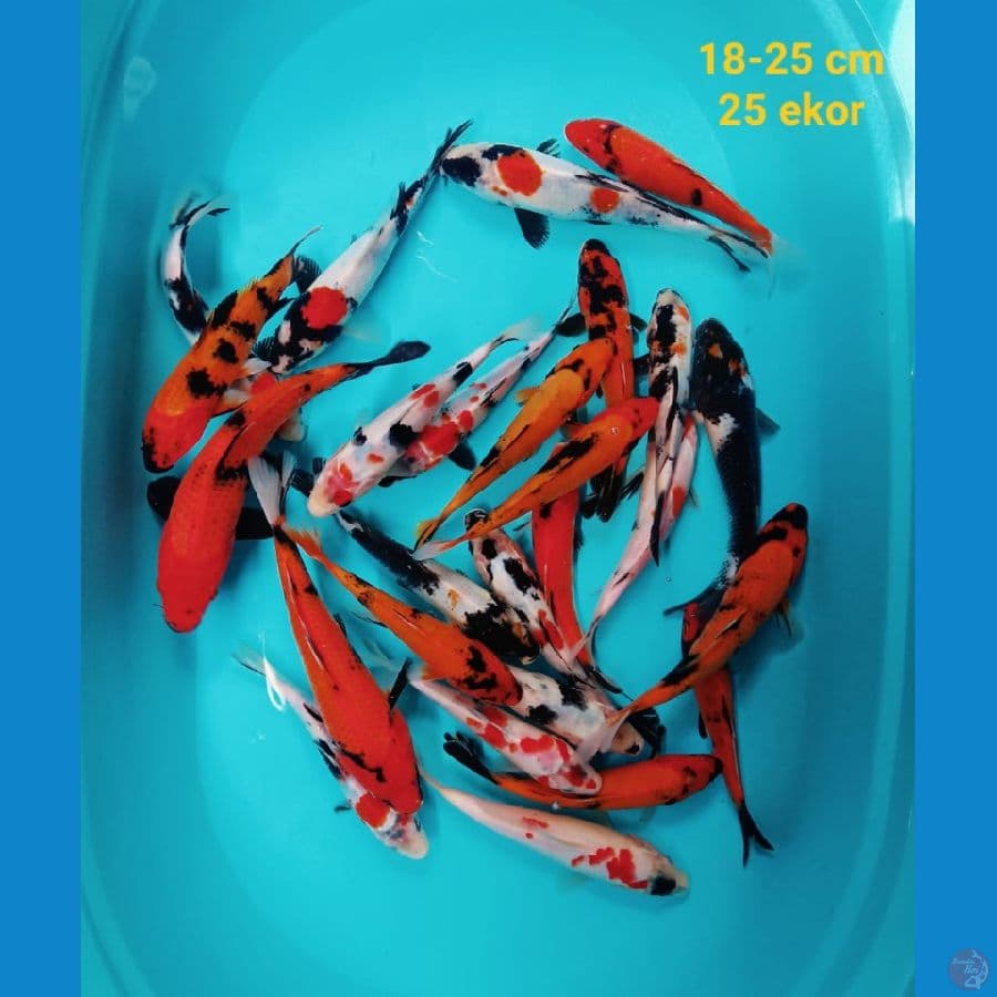 mix koi | 18-25 cm | uncheck