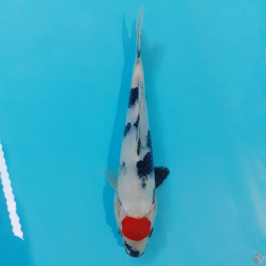 *TANCHO SHOWA//24 CM*