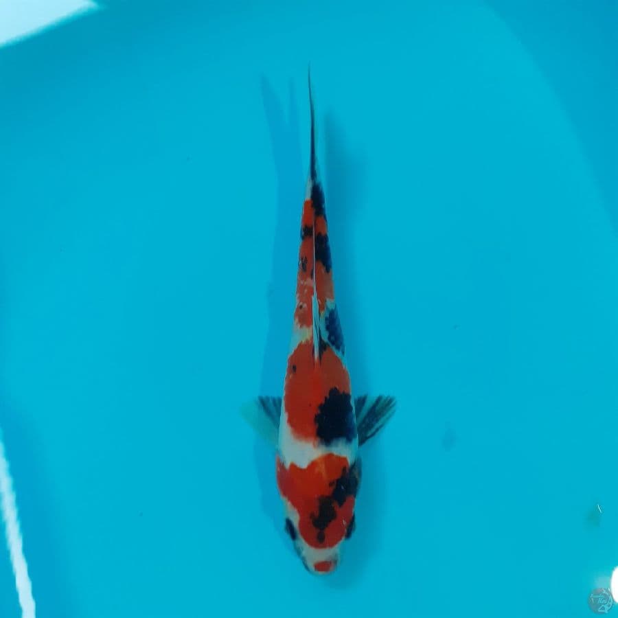 *SHOWA//21 CM*