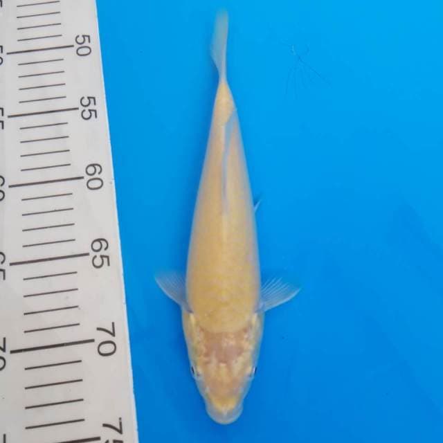 Karashi jumbo