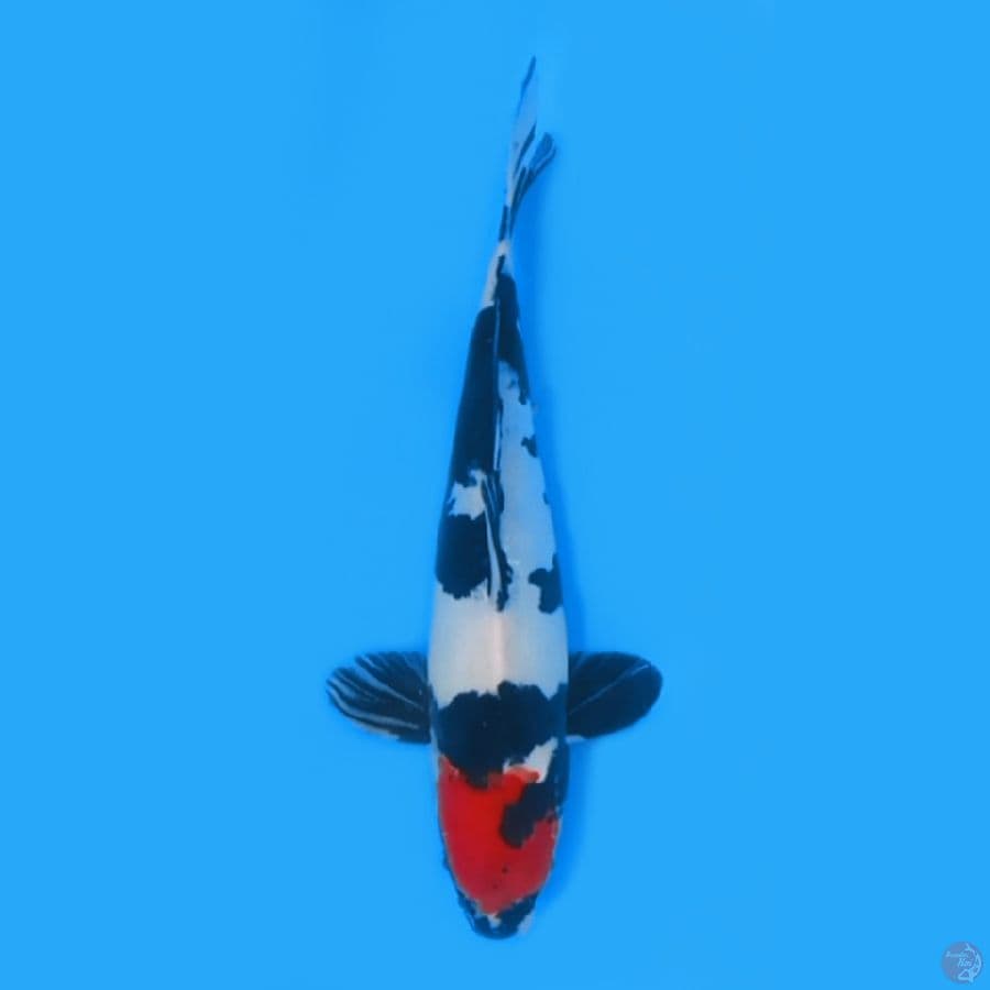 TANCO SHOWA DOITSU 36cm ~MALE