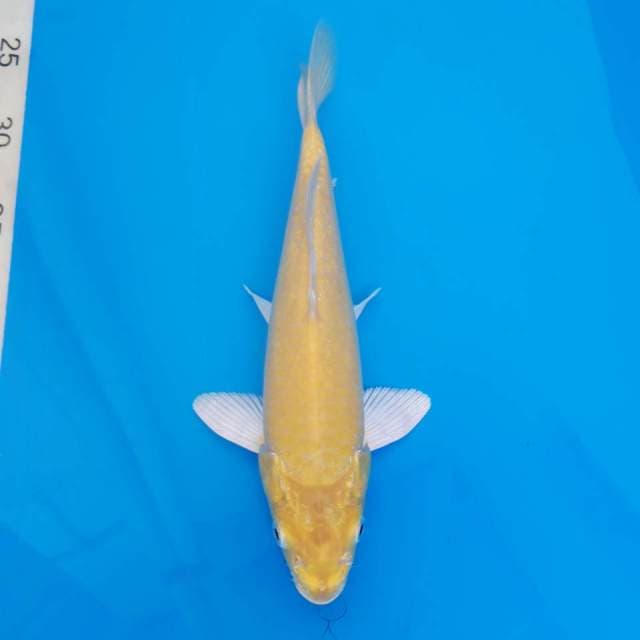 Karashi jumbo