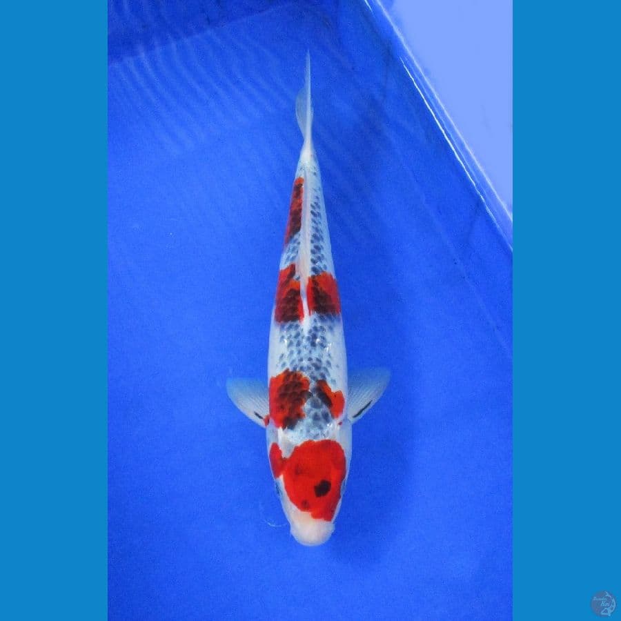 goshiki ±37cm