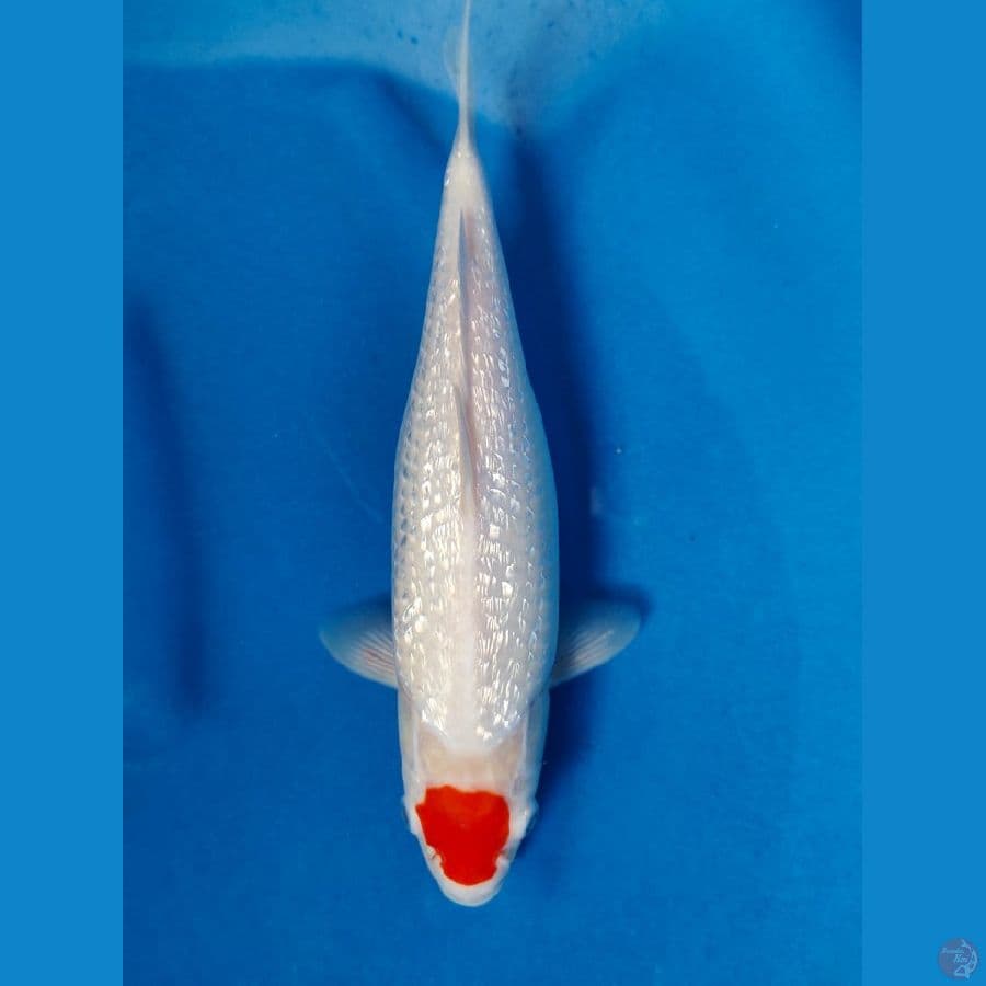 tanco kohaku ginrin 30cm