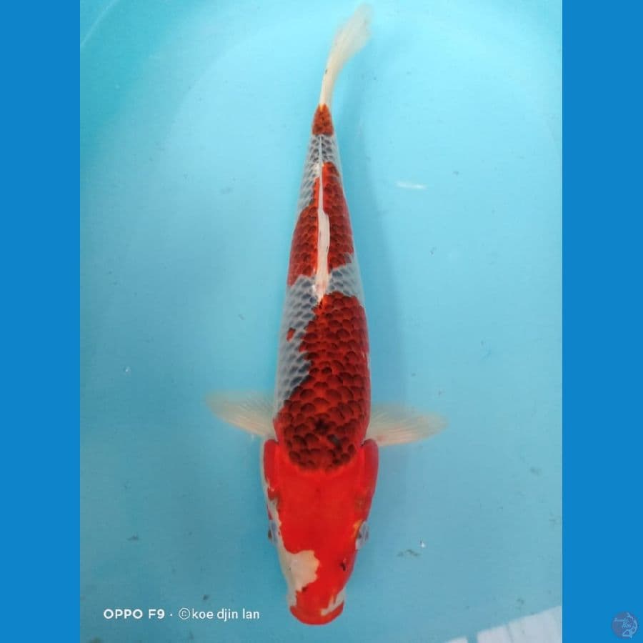 Kujaku 47cm