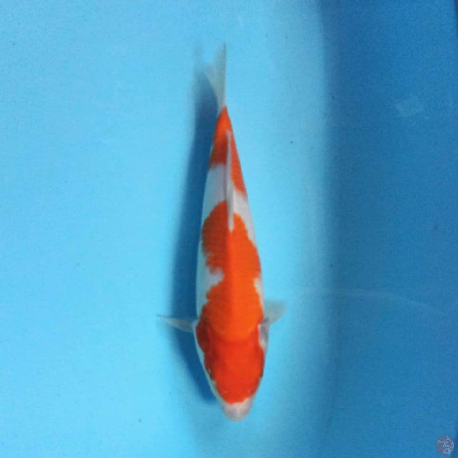 KOHAKU 25 cm